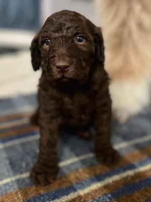 Available girl - will be cafe au lait