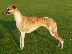 Spice aged 15 months