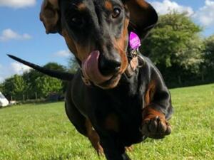 Zia enjoying a run