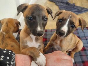 Jesse & Rebel available boy and girl