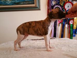 Paprika - available for a loving home