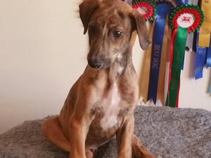 Brachy - looking for a loving home
