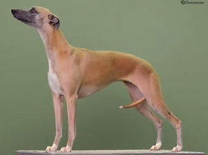 Star at 3yrs