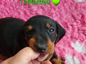 Tinkerbell 💚