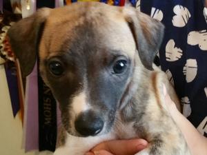 Papika - available for a loving home