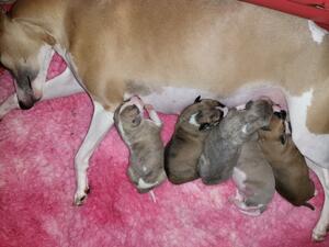 Puppies with Giselle at 6 days old