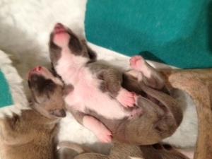The standard whippet pose!