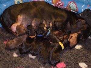 Puppies at 1 day old 💜