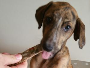 Brachy - looking for a loving home