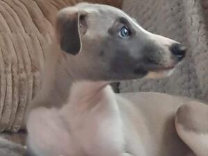 Available puppy