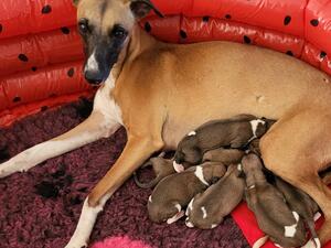 Mocha and all the puppies at a few hours old