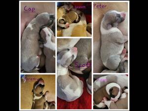 Puppies aged two days