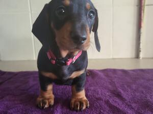 Arabella available girl