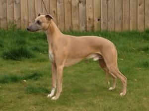 Joey 4yrs old