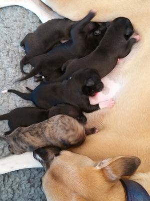 Twist with her first litter