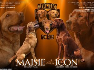 Maisie x icon