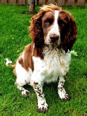 Otis 1