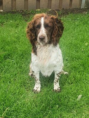 Otis 3