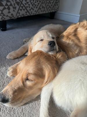 Litter 2 born 18/11/23