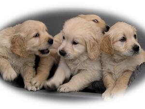 Typical Past Litter