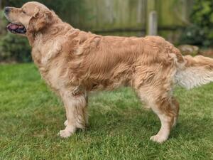 Sire - Messano Goodwillhunting at Rizilyn (Hunter)