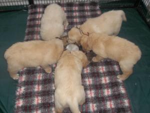 Litter