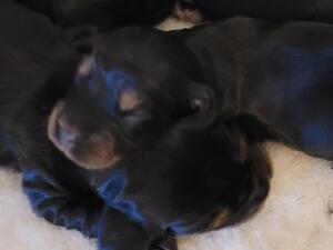 Pups 8 days old