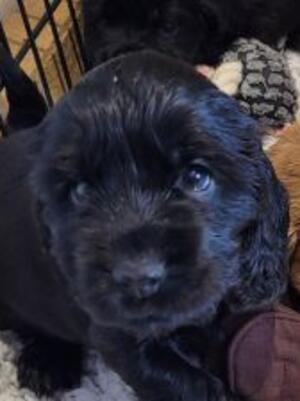 Isla's Girl Puppy