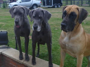 Tottie with Mum and Bumble