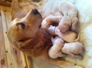 amber & pups