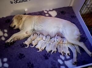 Luna and the pups