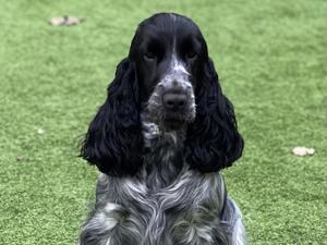 Annaside Over the Moon for Aodorthe - Darcey
