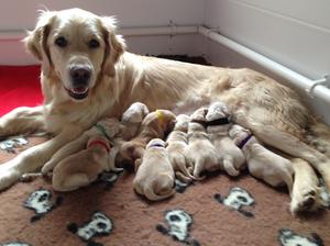 Daisy-May with her first litter