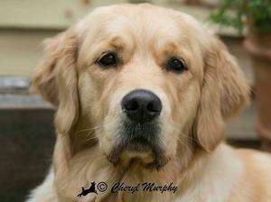 Lola at 8 months old)