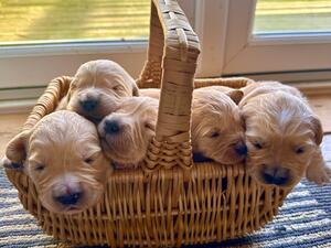 9 days old (only 5 fit in the basket)!