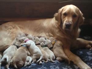 Gracie's 2nd litter born 31st May 2013