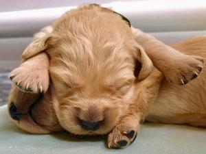 One of the Disney Litter