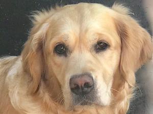 Heidi