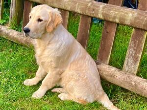 Nutmeg at 5 months old