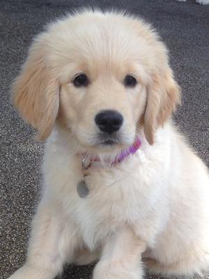 Lola at 10 weeks old