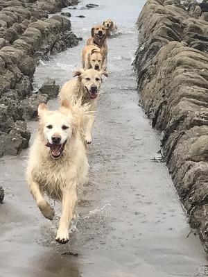 Our Golden's having fun on the beach