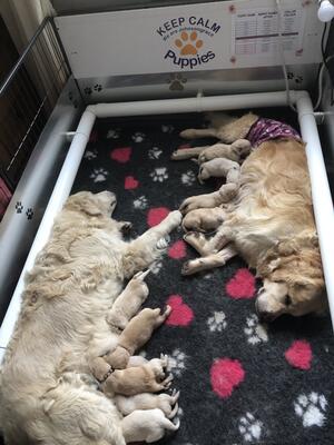 Daisy-May, helping raise her daughters litter