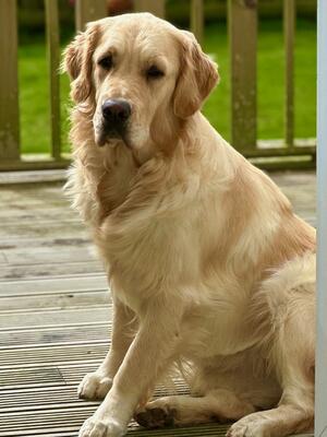 Nutmeg 20 months old