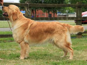 Rumour (ShCh Messano Urban Myth JW ShCM)