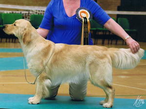Fionn at GRCN winning Puppy Bitch