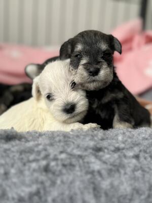 Brother and sister