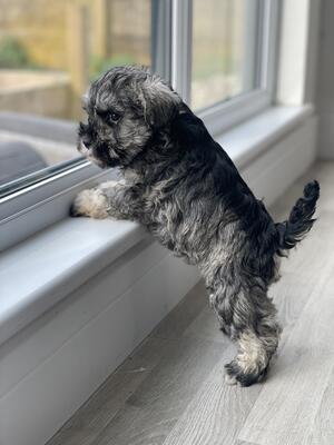 Last boy available