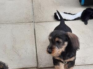 Dog pup