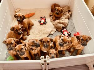 Winter Surf Litter 2021 (Rio x Jervis) @ 7.5 weeks