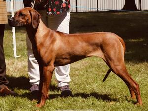 Jaz winning 3 x 1sts at the Hound Champ Show 2022